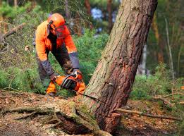 How Our Tree Care Process Works  in Albany, NY